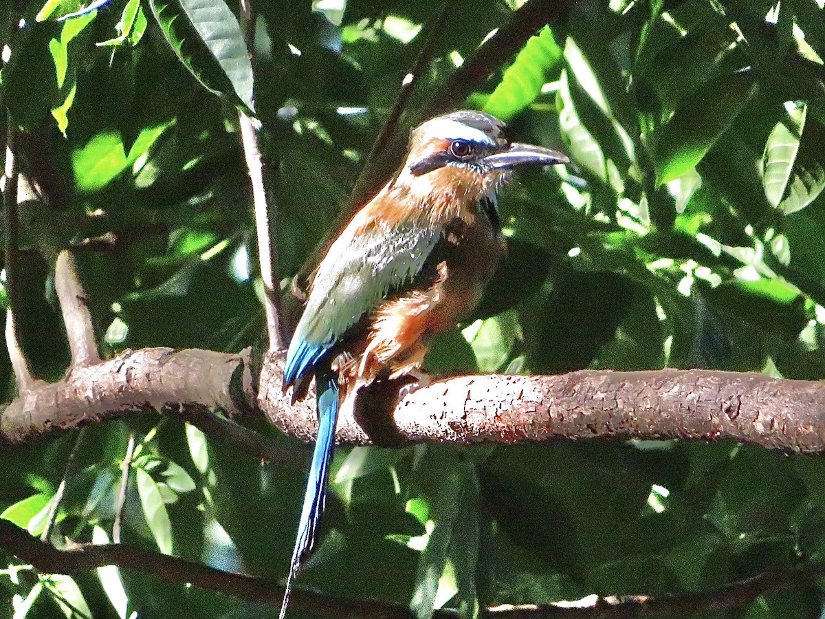 Turquoise-browed Motmot - ML611497072