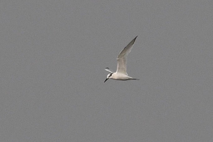 Sandwich Tern (Eurasian) - ML611497111