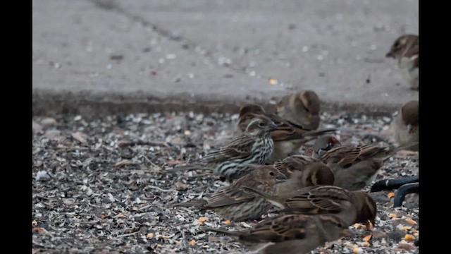 Cassin's Finch - ML611497115