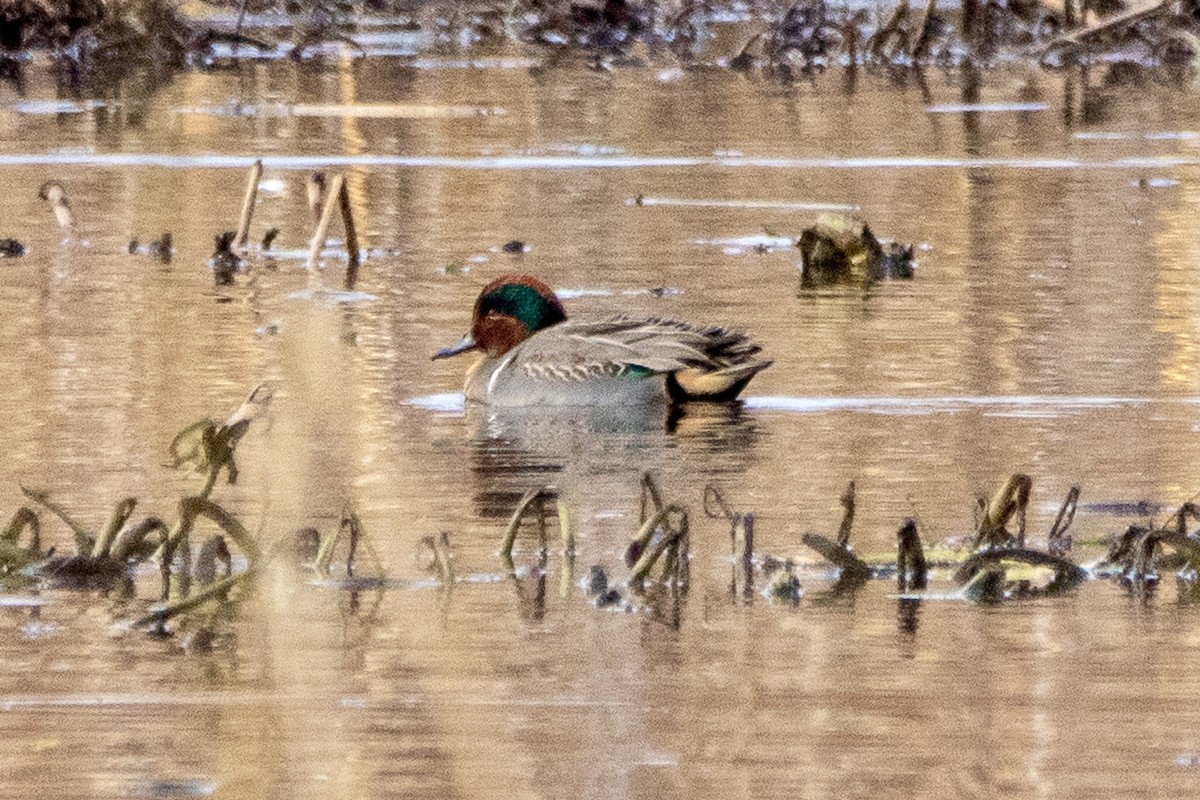 Green-winged Teal - ML611497199