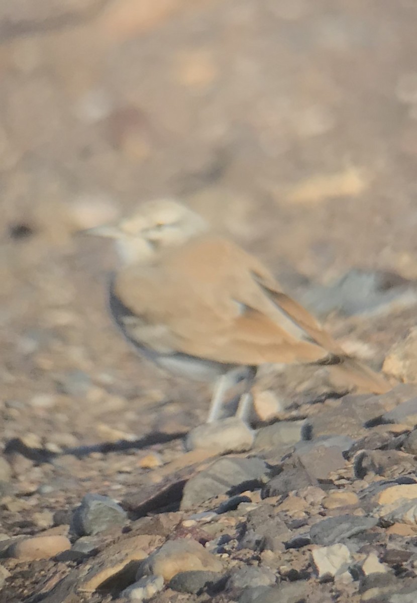 Greater Hoopoe-Lark (Mainland) - ML611497201