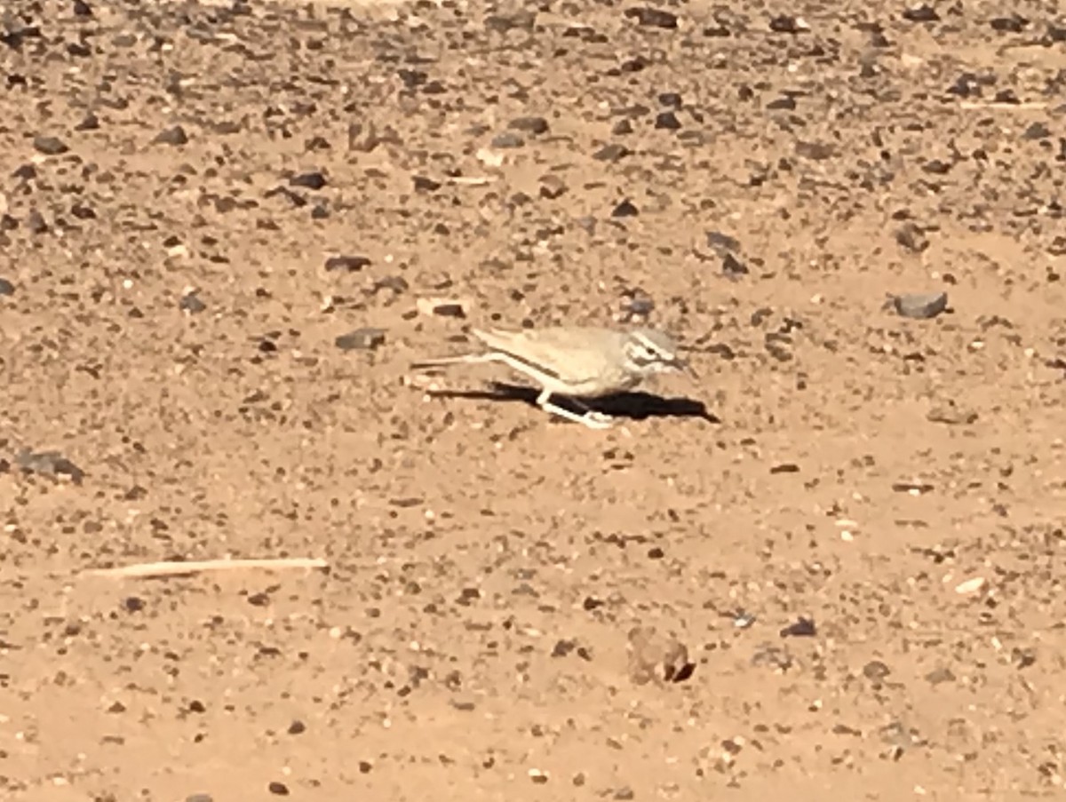 Greater Hoopoe-Lark (Mainland) - ML611497202