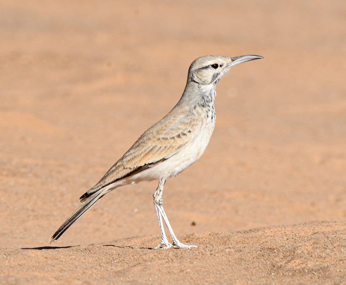 Greater Hoopoe-Lark (Mainland) - ML611497210