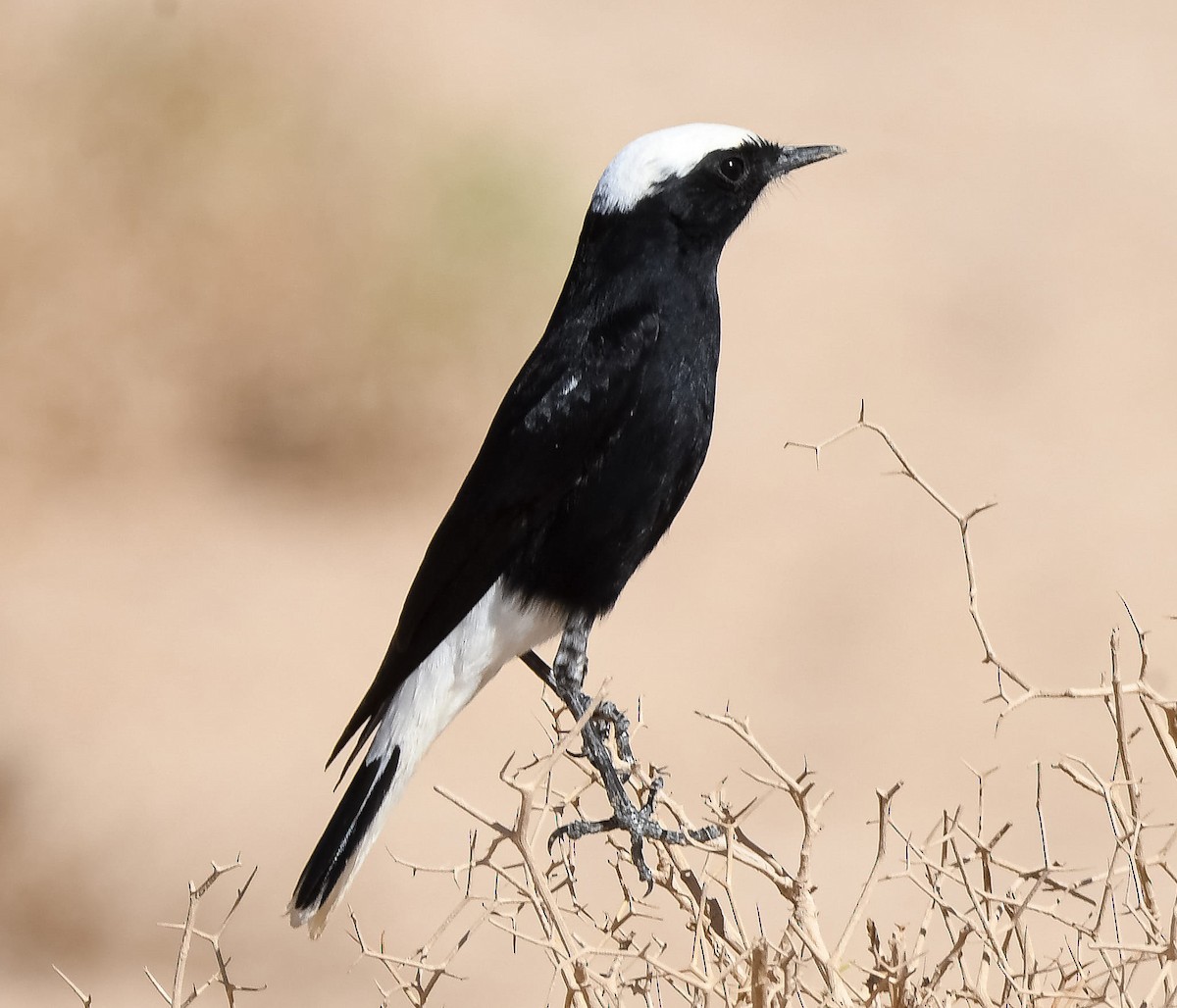 White-crowned Wheatear - ML611497246