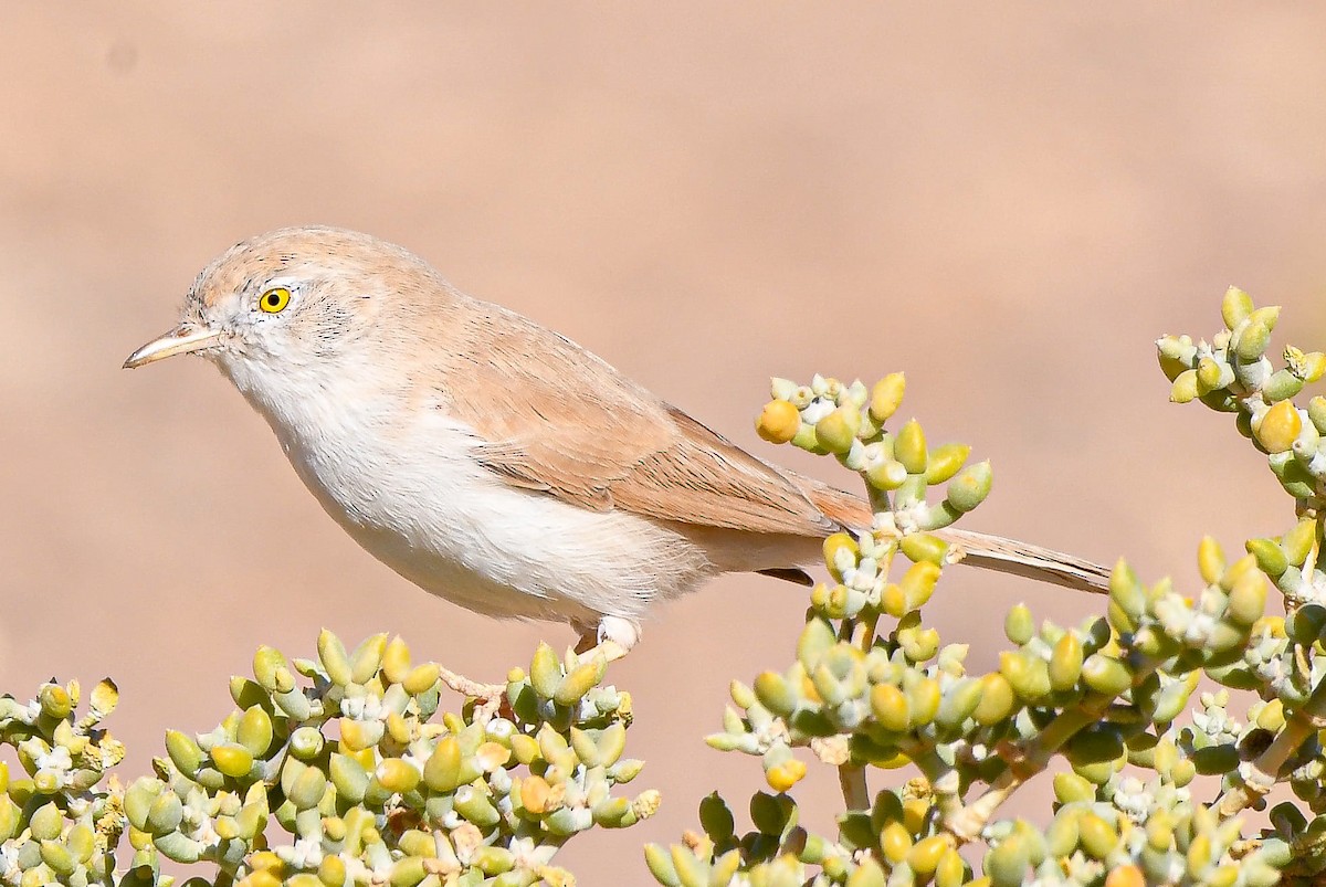 African Desert Warbler - ML611497272