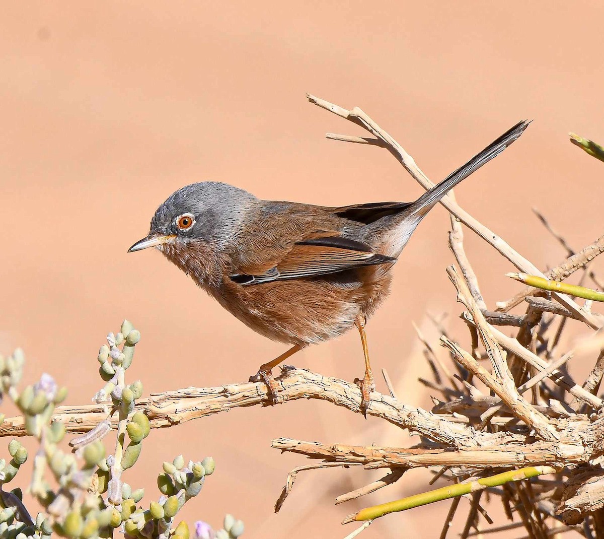 Tristram's Warbler - ML611497274