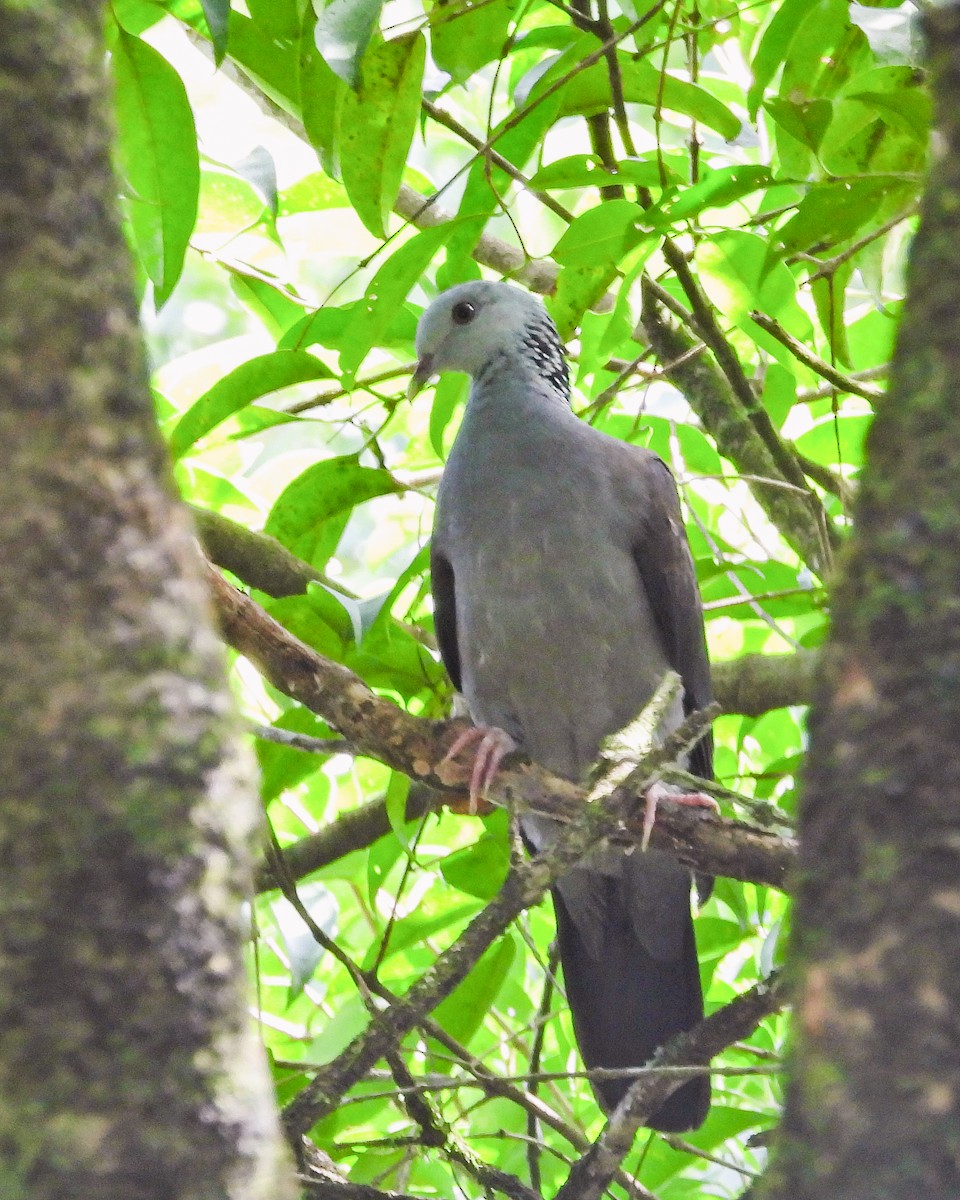 Nilgiri Wood-Pigeon - ML611497297