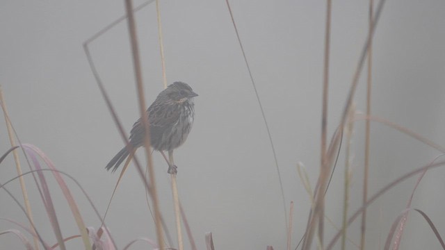 Sierra Madre Sparrow - ML611497312