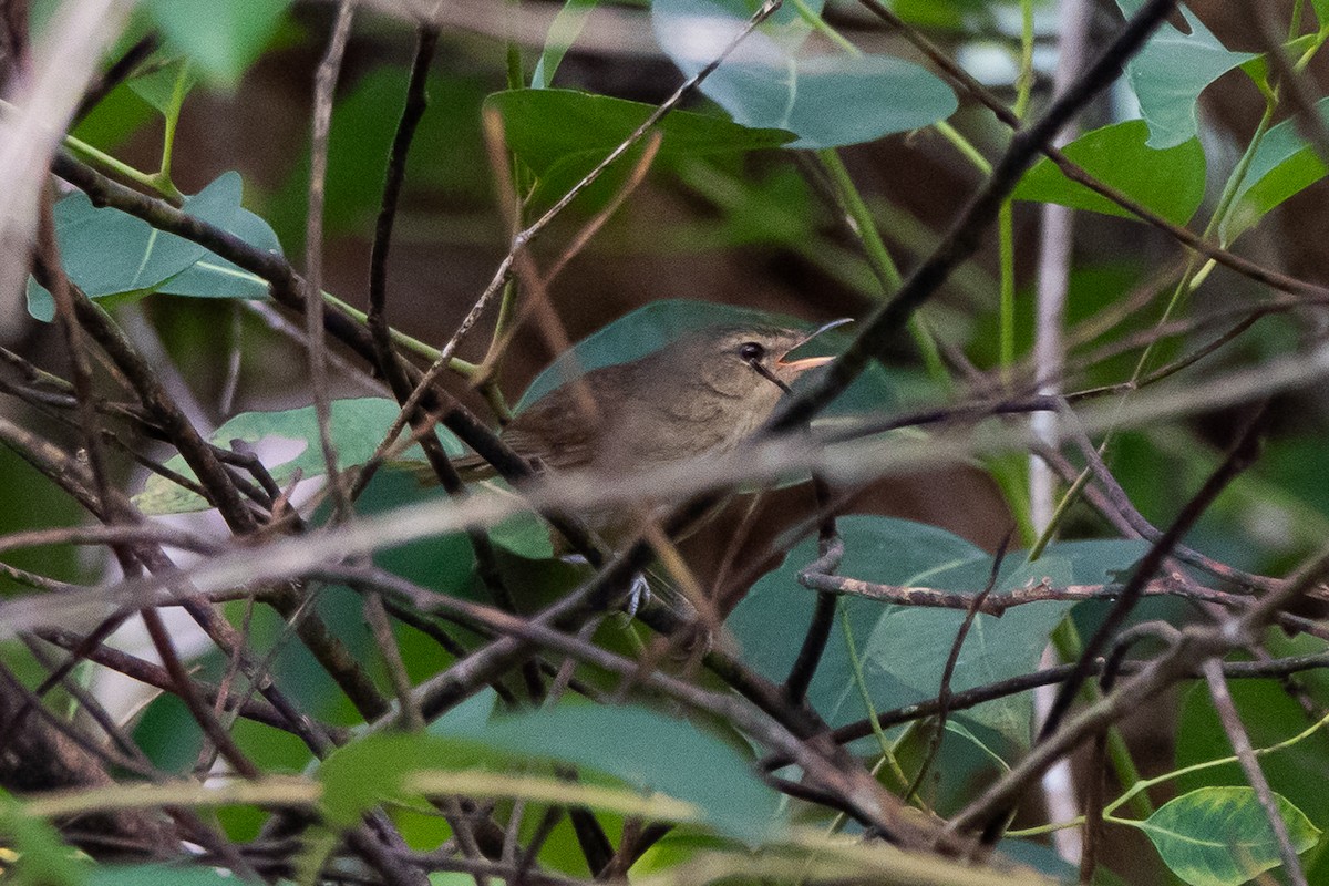 Malagasy Brush-Warbler (Malagasy) - ML611497370