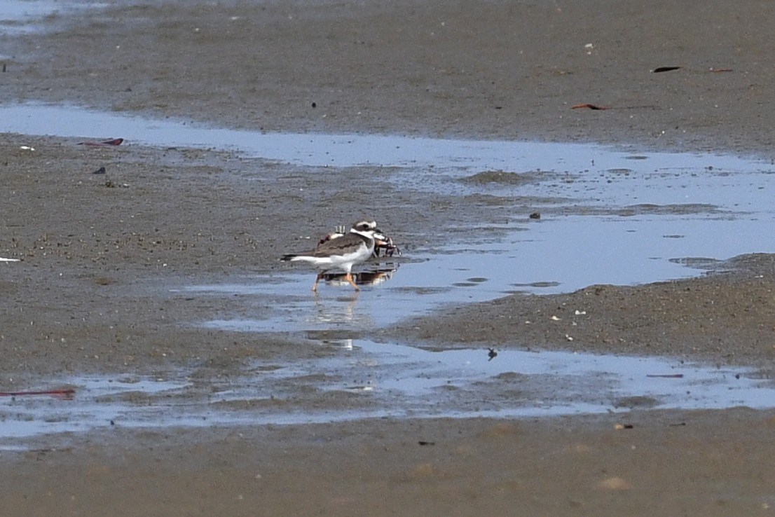 Common Ringed Plover - ML611497415