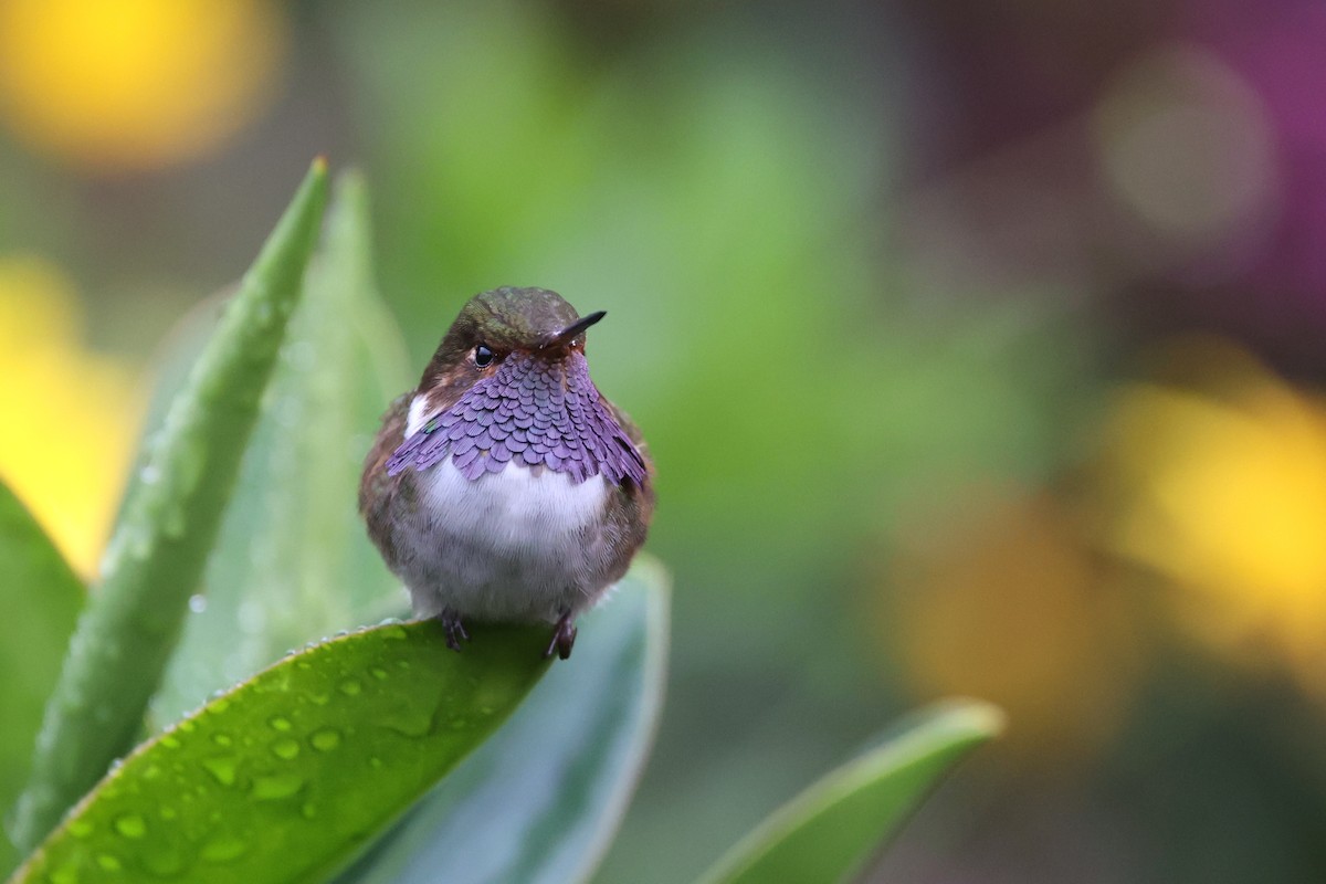 Volcano Hummingbird - ML611497450