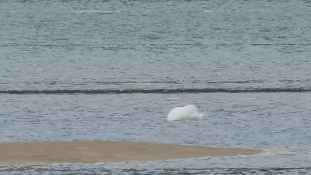 Whooper Swan - ML611497575