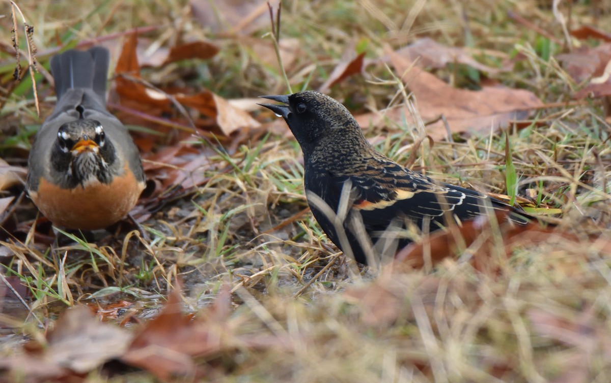 Red-winged Blackbird - ML611497585