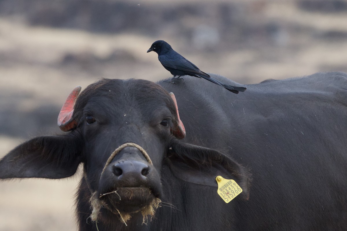 Black Drongo - Steve Bielamowicz