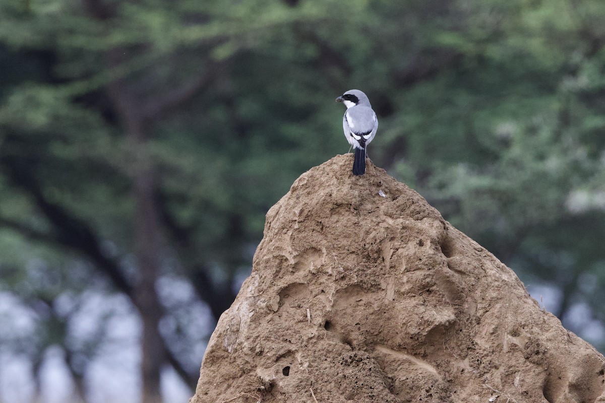 Great Gray Shrike - ML611497637