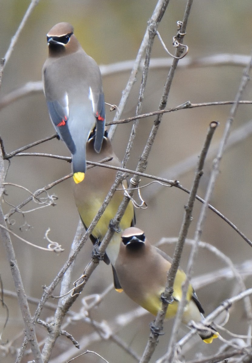 Cedar Waxwing - ML611497661