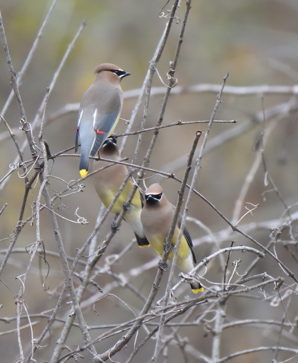 Cedar Waxwing - ML611497662