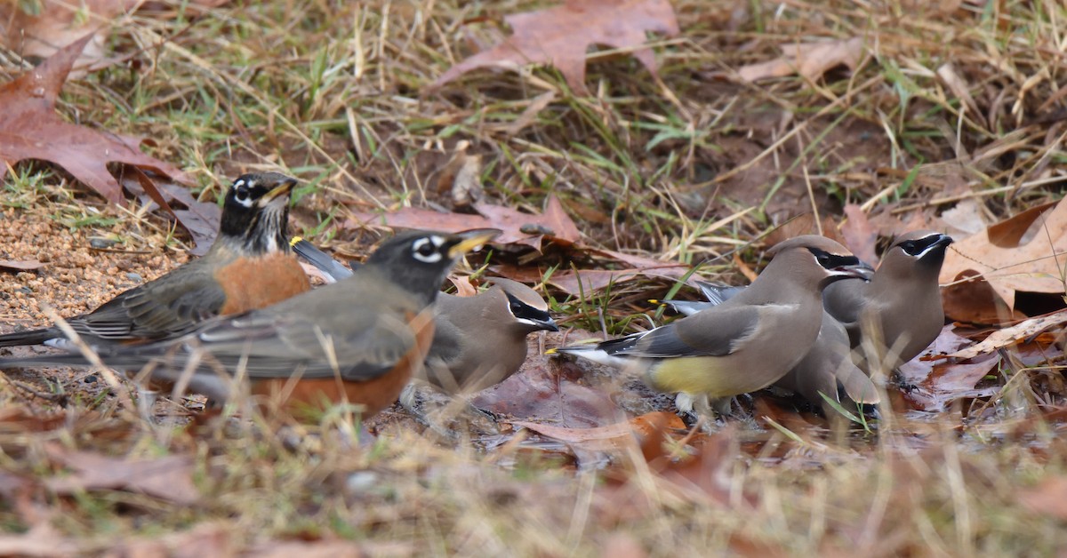 Cedar Waxwing - ML611497665
