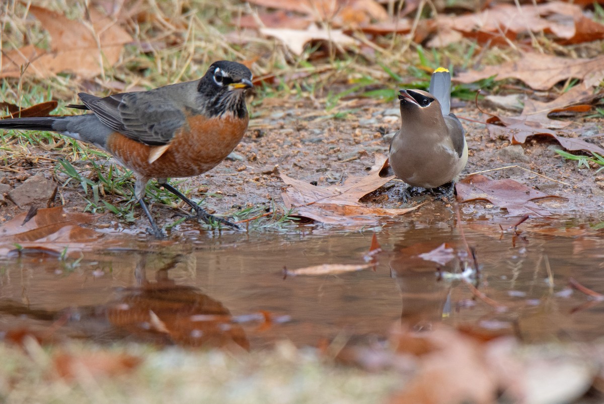 Cedar Waxwing - ML611497667