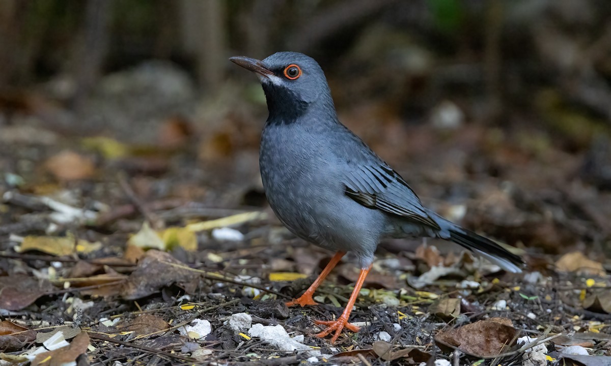 Red-legged Thrush (Bahamas) - ML611497694