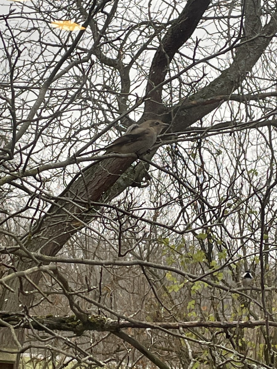 Умардын дунхай - ML611497700