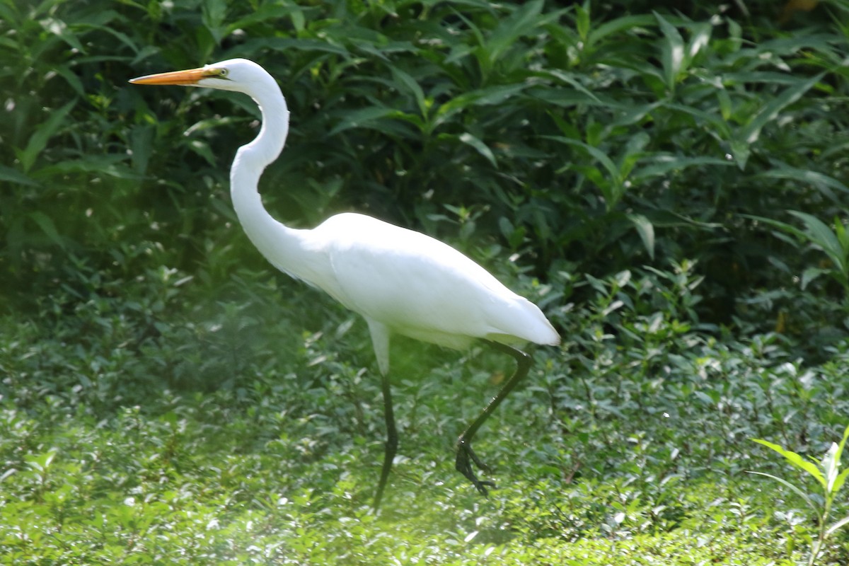 Great Egret - ML611497752