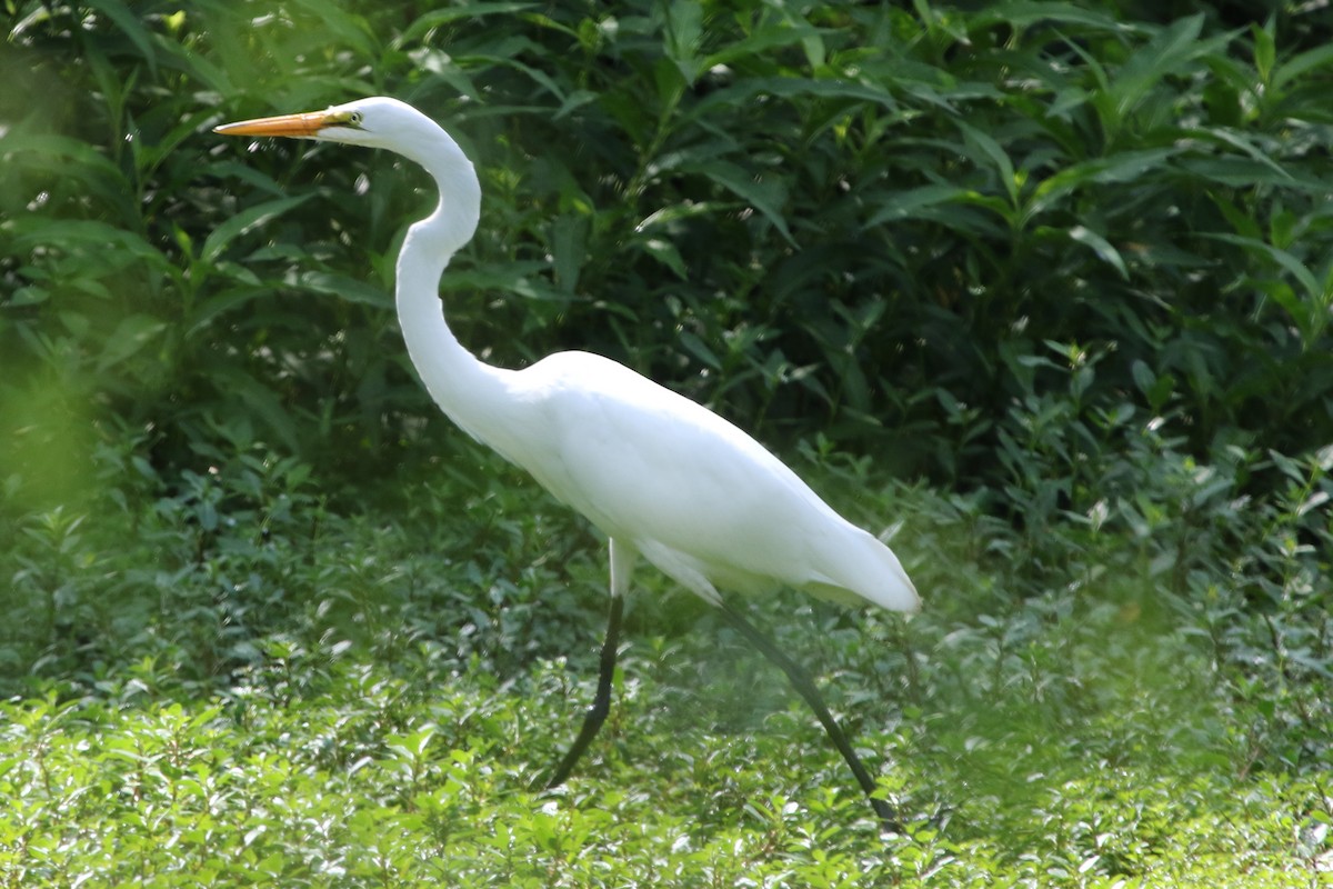 Great Egret - ML611497753