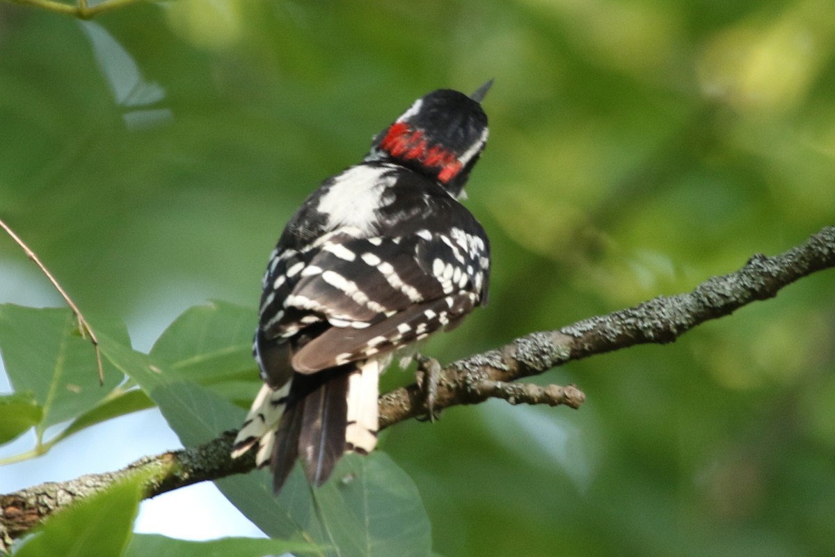 Downy Woodpecker - ML611497764