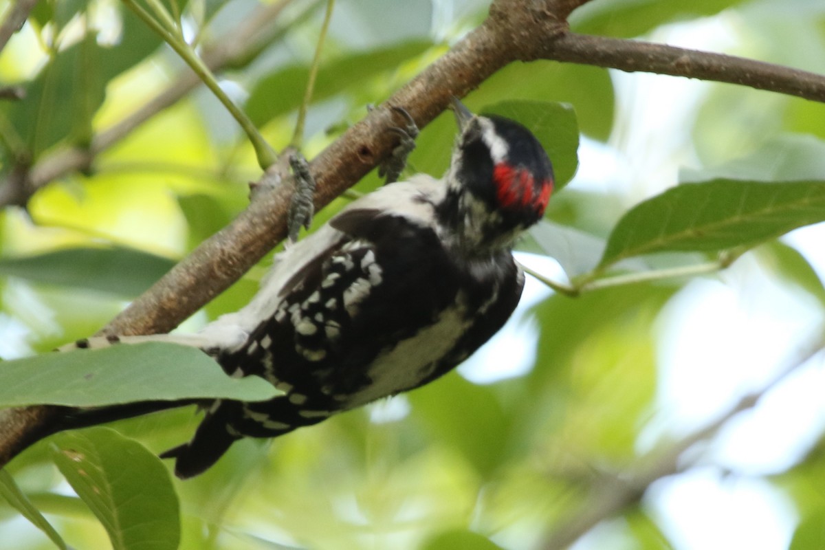 Downy Woodpecker - ML611497765