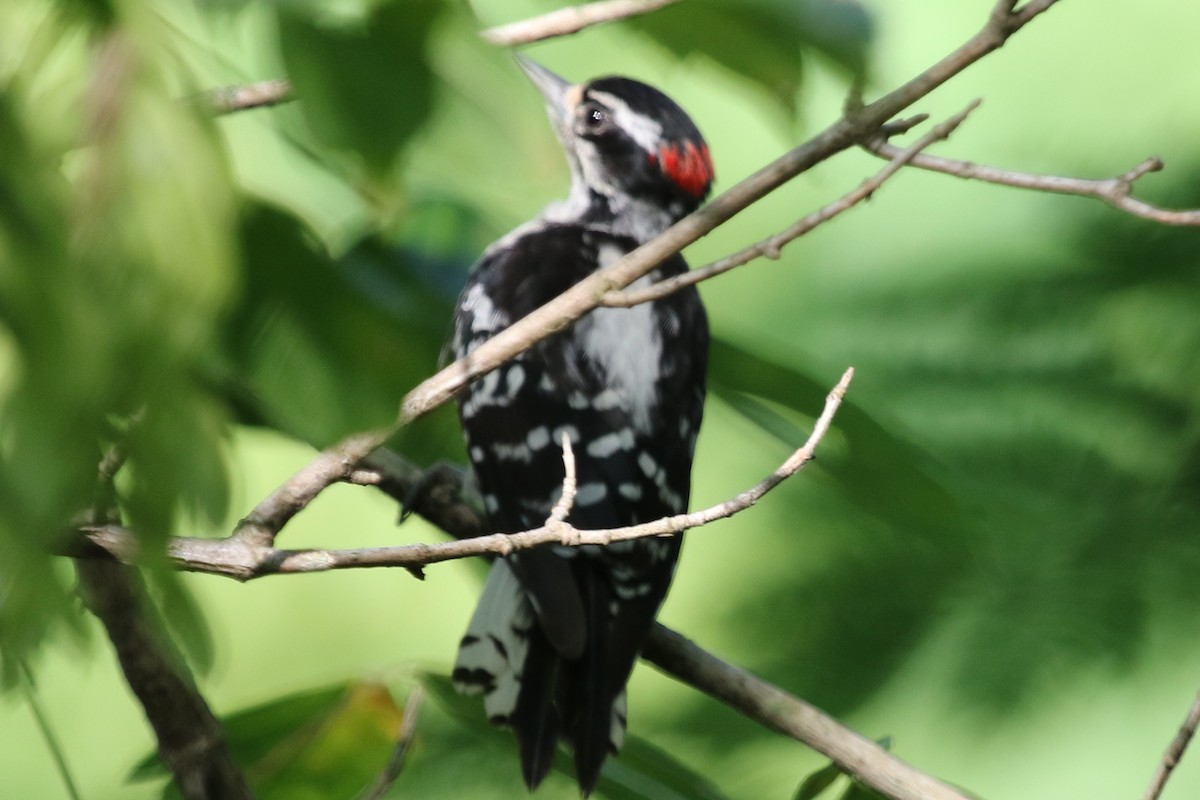 Downy Woodpecker - ML611497766