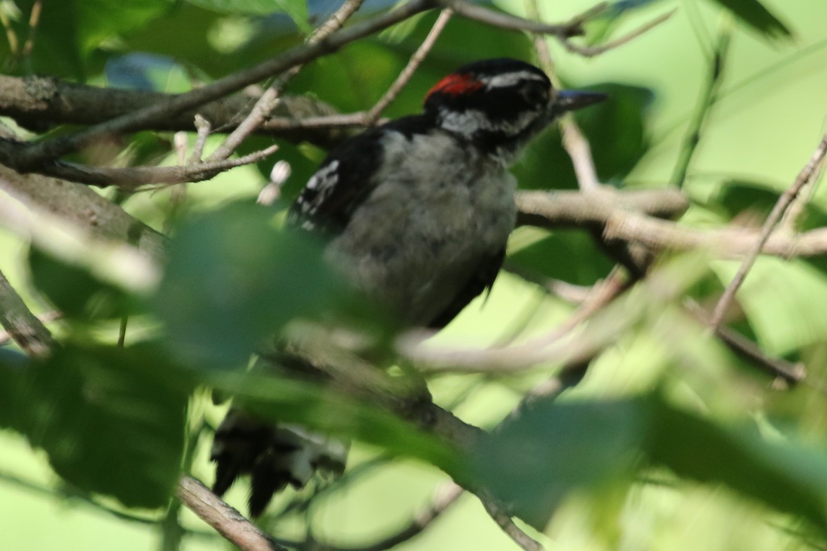 Downy Woodpecker - ML611497767