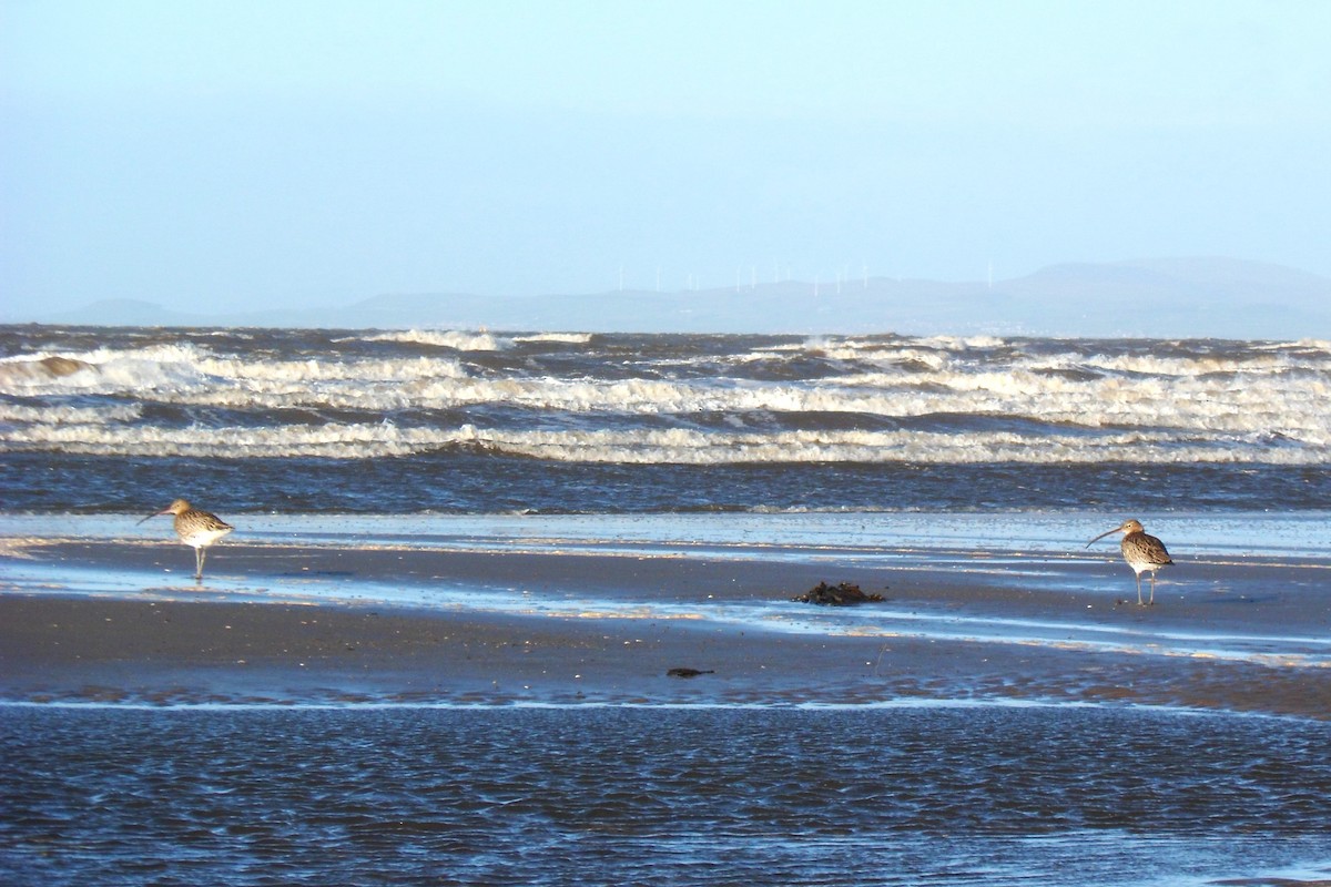 Eurasian Curlew - Magdalena Jędro