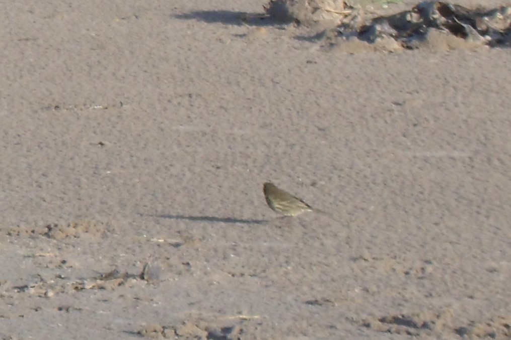 Rock Pipit - Magdalena Jędro