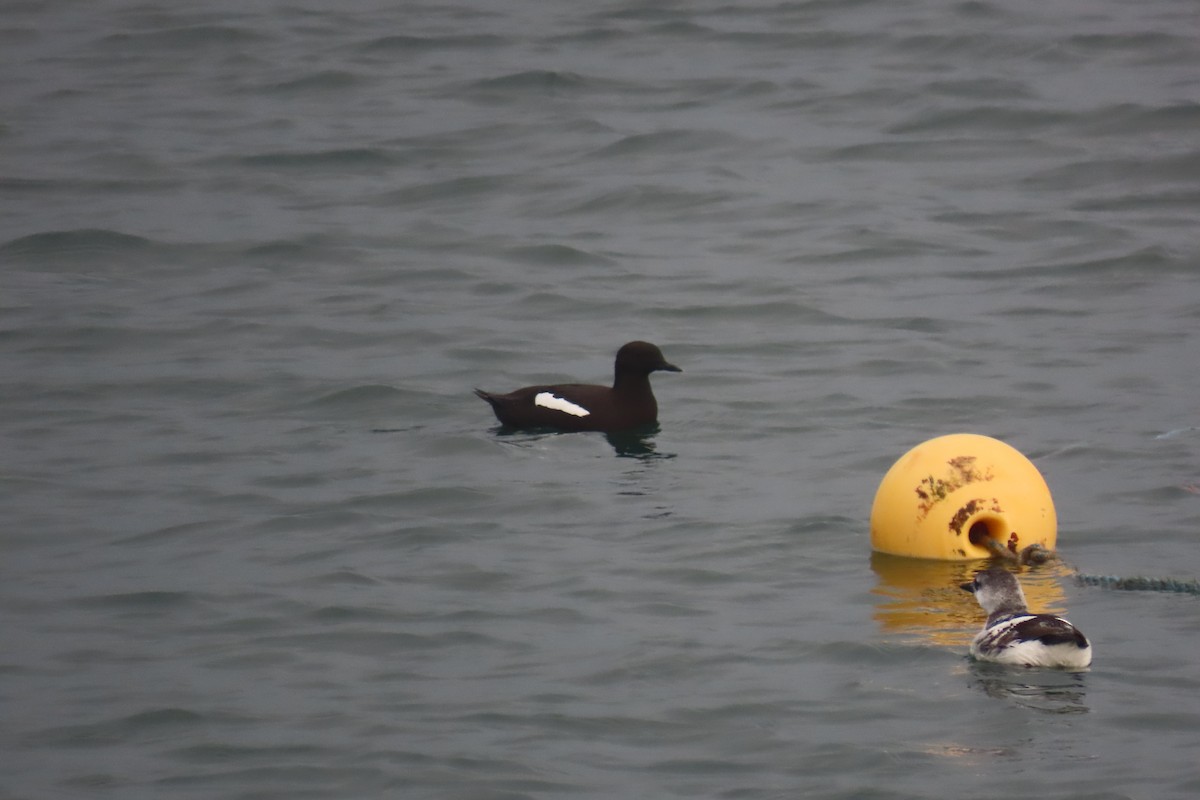 Black Guillemot - ML611497934