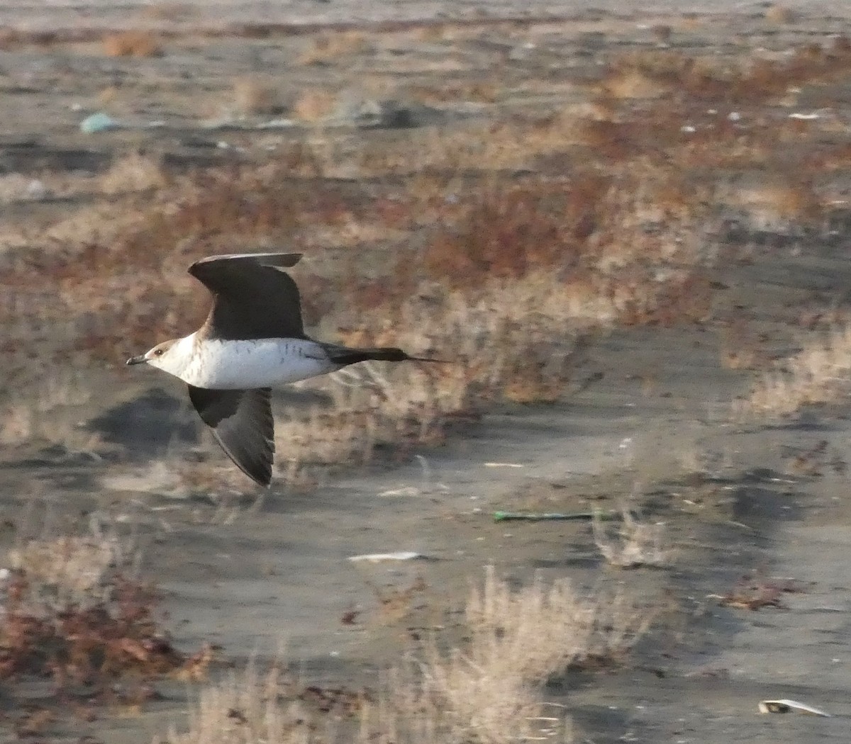 Parasitic Jaeger - ML611497938