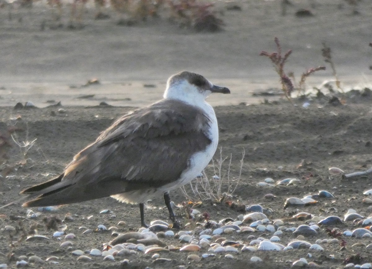 Parasitic Jaeger - ML611497939