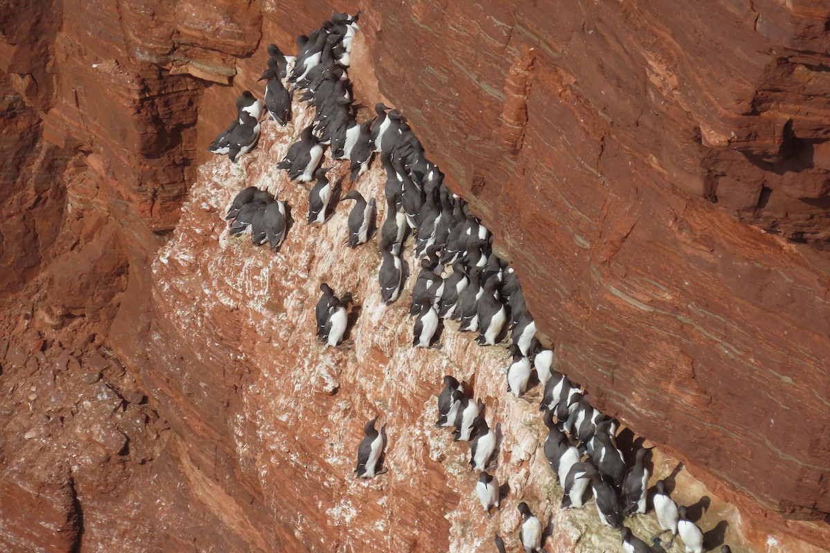 Common Murre - Javier Garrido Romero