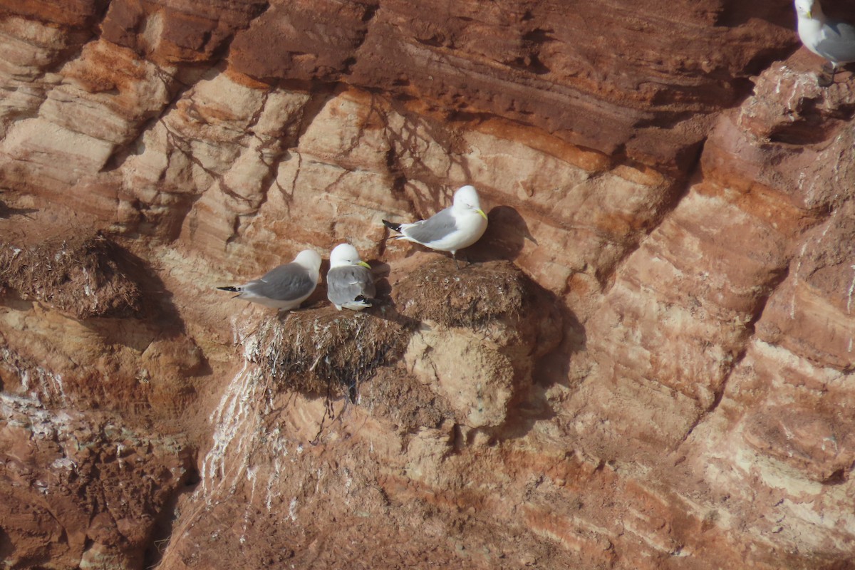 Black-legged Kittiwake - ML611497991