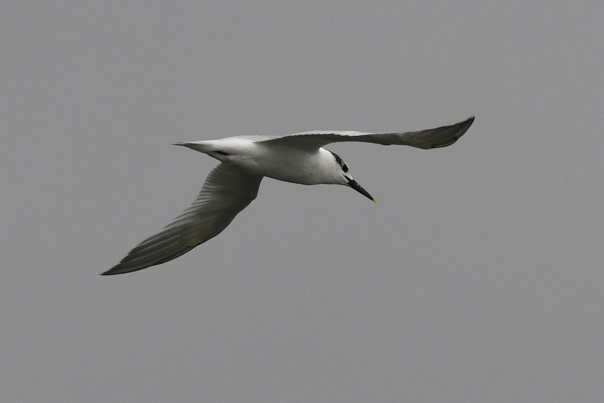 Sandwich Tern (Eurasian) - David M. Bell