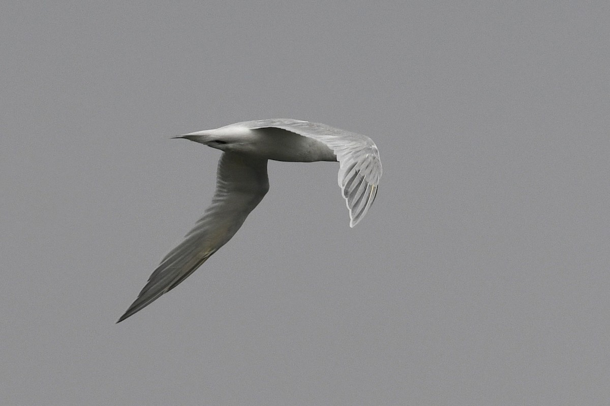 Sandwich Tern (Eurasian) - David M. Bell