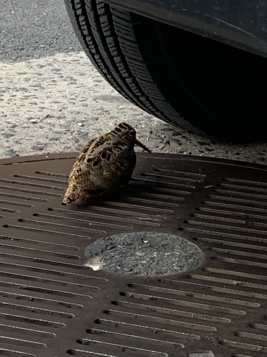 American Woodcock - ML611498134