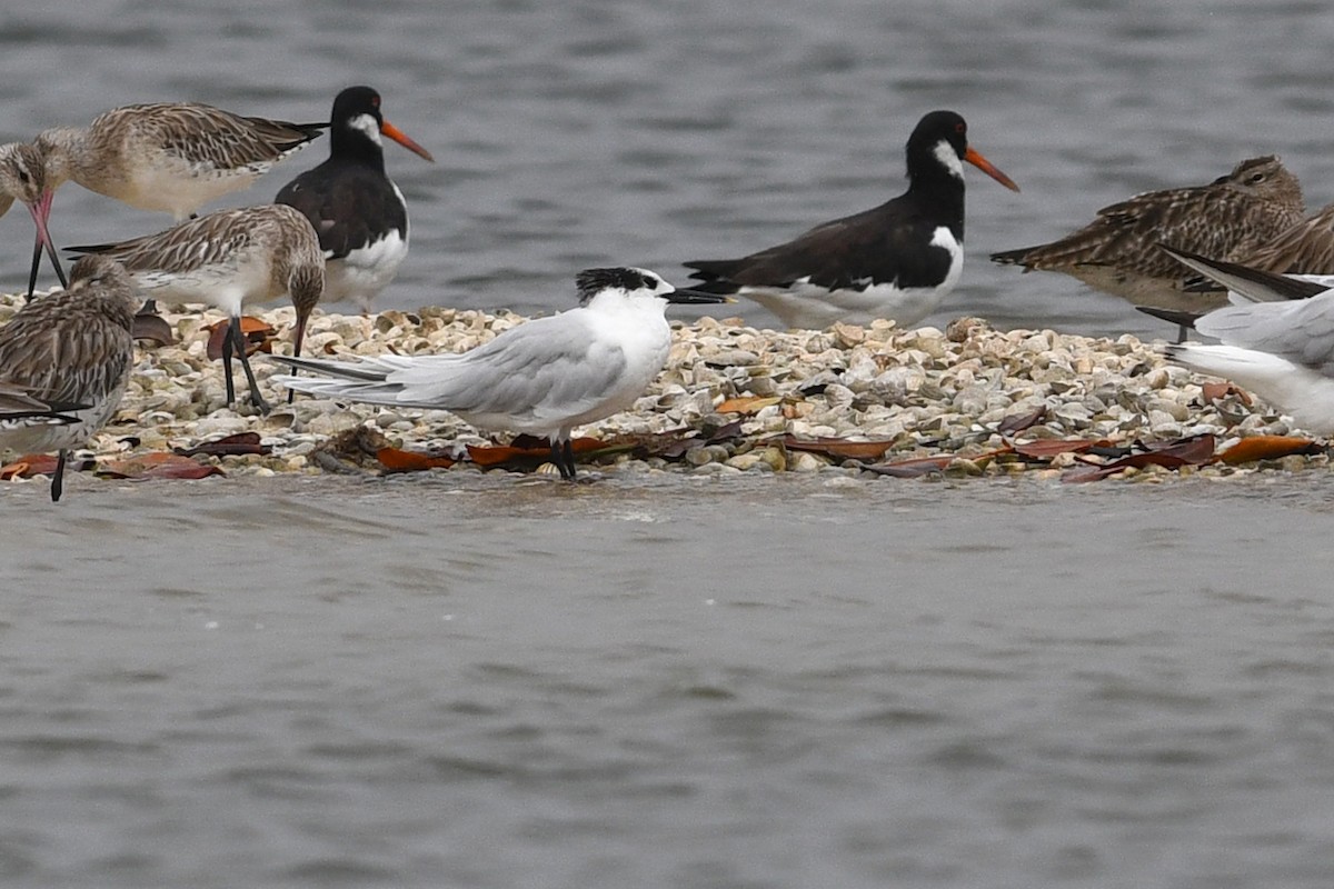 Sandwich Tern (Eurasian) - ML611498168