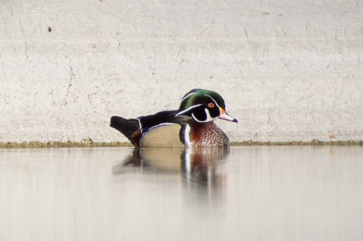 Wood Duck - ML611498219