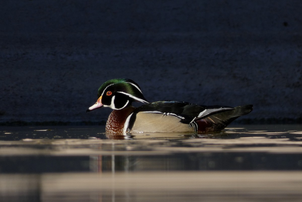 Wood Duck - ML611498220