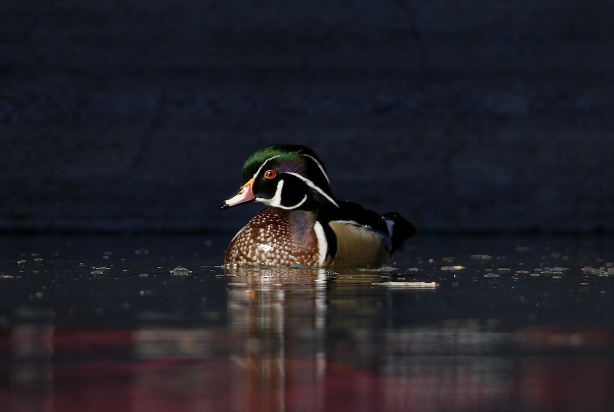 Wood Duck - ML611498221