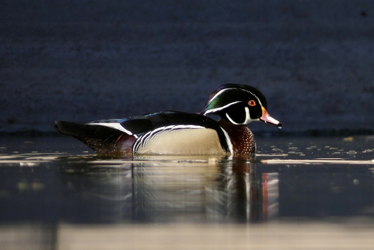 Wood Duck - ML611498222