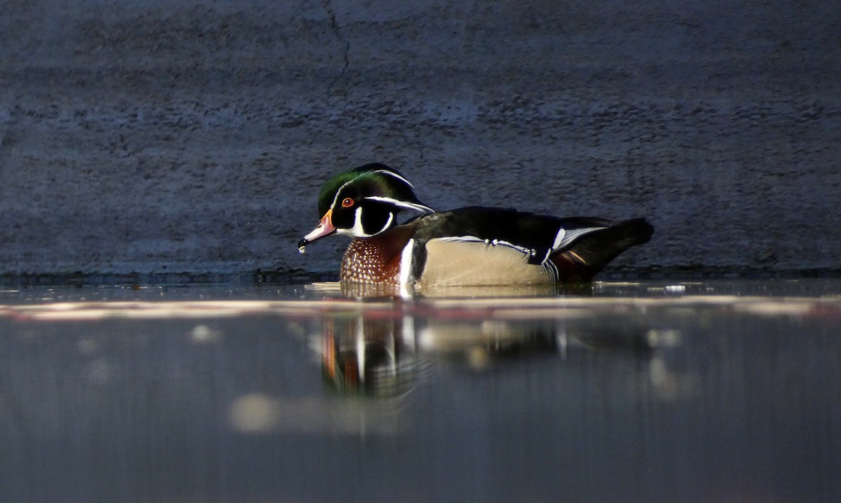 Wood Duck - ML611498223