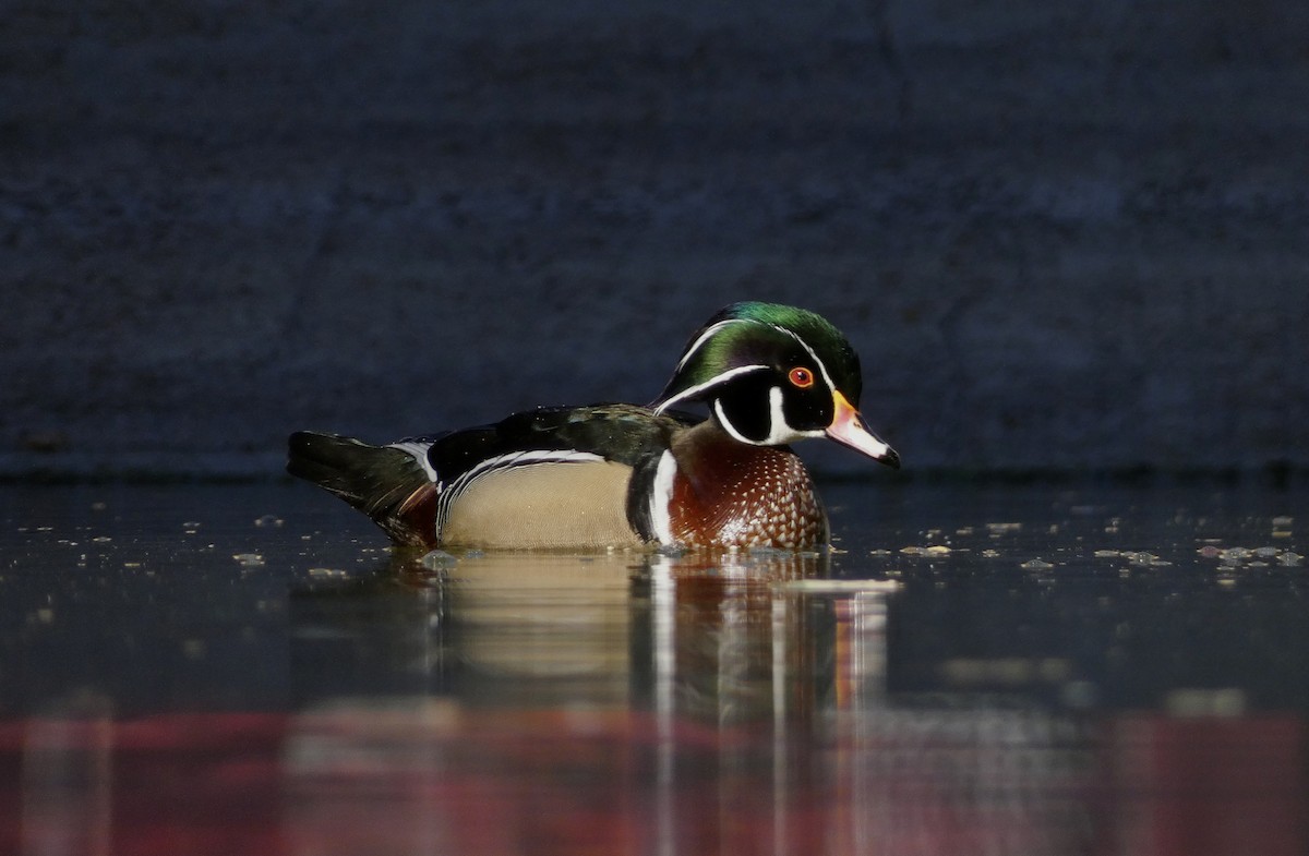 Wood Duck - ML611498224