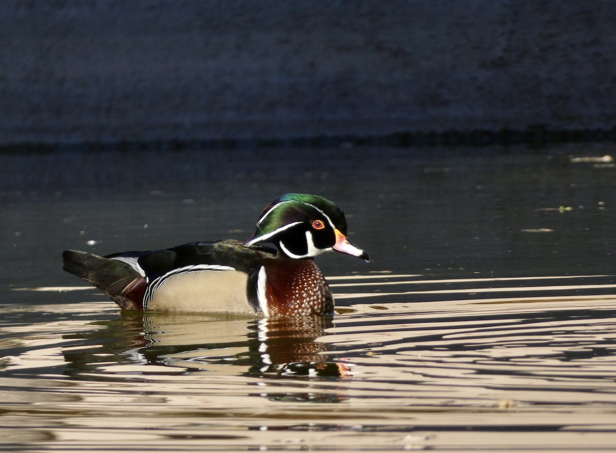 Wood Duck - ML611498226