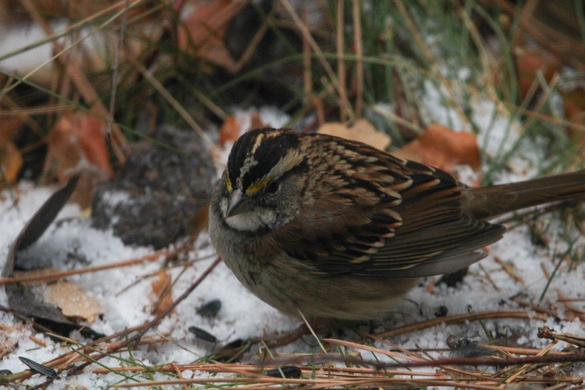 White-throated Sparrow - ML611498274